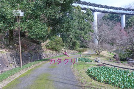 ★★カタクリ・レストラン下3月24日（42）-矢印.jpg