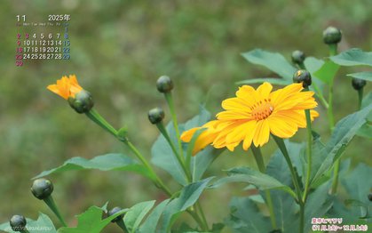 皇帝ヒマワリの壁紙