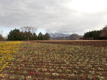 2026.1.10 (花の丘) (12).JPG