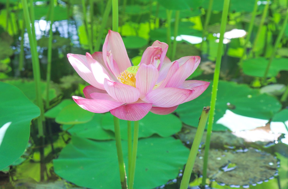 オオガハス・水上花壇下池7月31日（3）.jpg