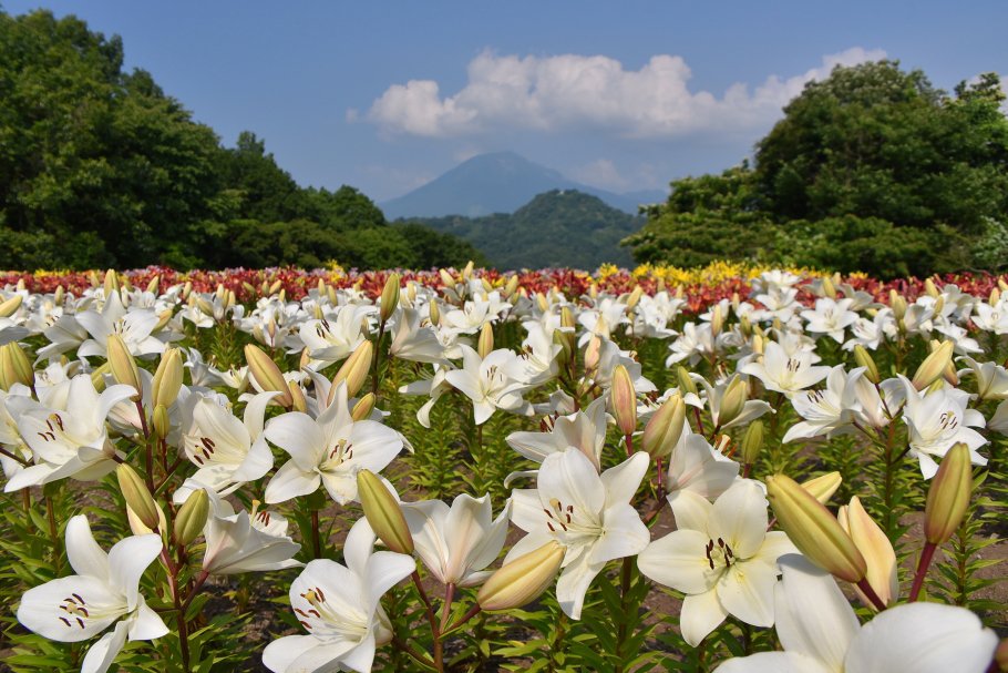 6月中旬～下旬にかけて広がるゆり畑