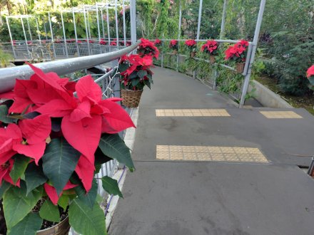 ドーム）スロープ ポインセチア2025.12.15 (2).JPG