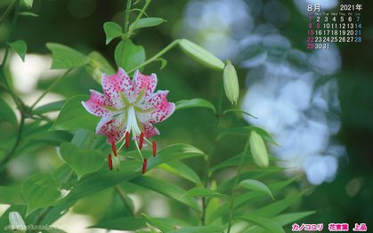 壁紙 21年8月の壁紙を作成しました とっとり花回廊 壁紙 21年8月の壁紙を作成しました とっとり花回廊
