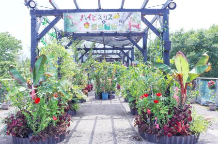 食虫植物展・プロムナード7月18日（25）.JPG