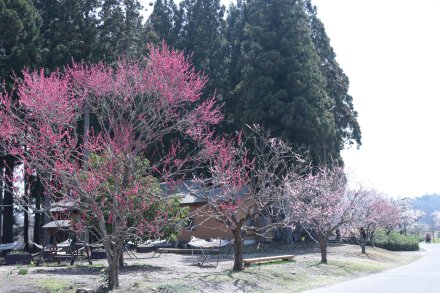 東館裏紅梅.JPG