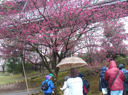 水上花壇スロープカンヒザクラ3.24.JPG