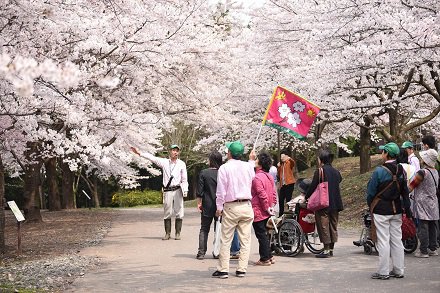 桜のガイドツアー