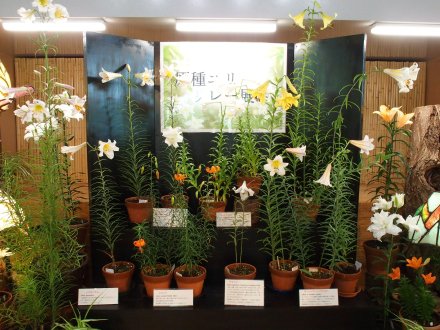 原種ユリリレー展示