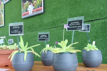 ムシトリスミレ・食虫植物展・ドーム7月19日（13）IMG_1525.JPG