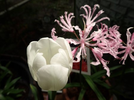 2025.12.31 (ネリネとチューリップ22).JPG