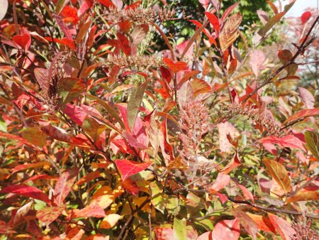 2025.11.12 (紅葉の庭コバノズイナ9).JPG