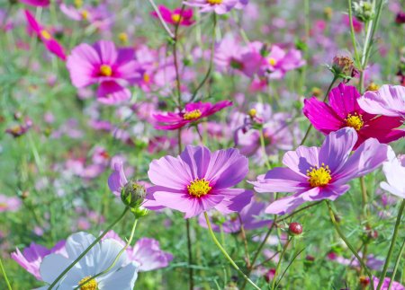 コスモス・秘密の花園10月24日（24）.JPG