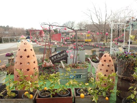 2026.1.17.西館テラス (ポタジェ42).JPG