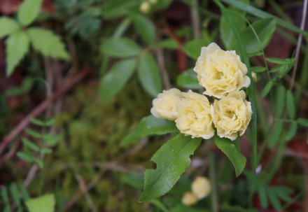 ★キモッコウバラ・花の谷奥4月21日（23）.jpg