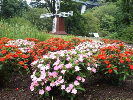 花の谷）サンパチェンス2025-8-5.JPG