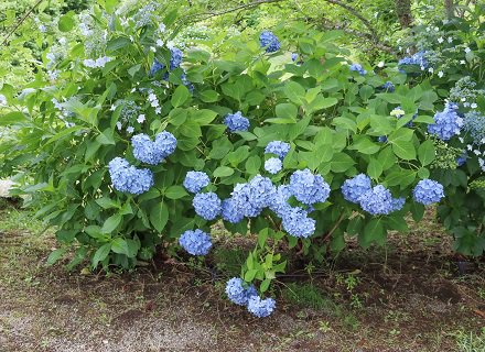 アジサイ開花状況(6/27更新) | とっとり花回廊 アジサイ開花状況(6/27更新) | とっとり花回廊