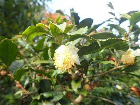 2025.11.11 (チャノキ22).JPG