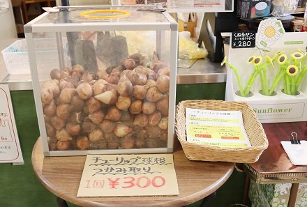 チューリップ球根のつかみ取り