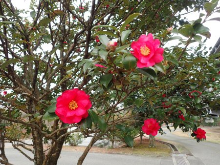 2026.2.16 (サザンカ・ツバキ) (22).JPG