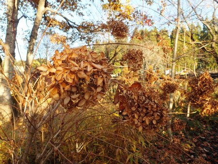 2025.11.30 (紅葉の庭2) (ノリウツギ2).JPG