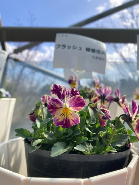 ビオラ597パンジー・ビオラ展2月22日（ビオラ・フラッシュ線香花火・花夢園芸1）IMG_0186.JPG