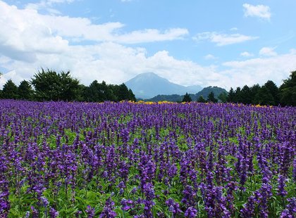 花の丘のブルーサルビア