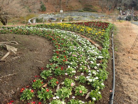 2025.12.23 (花壇10) (西館テラス花壇・づ以上花壇側11).JPG