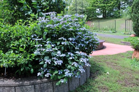 甘茶・ハーブガーデン6月6日（22）IMG_9633.JPG