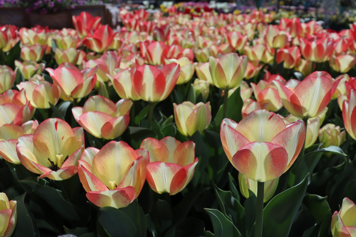 西館テラス・チューリップ