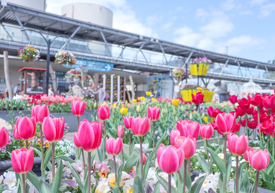 とっとり花回廊 チューリップまつり