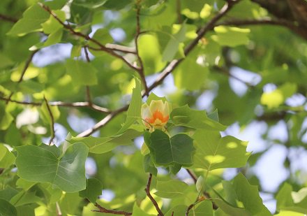 ユリノキ とっとり花回廊