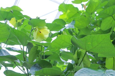 オウハマボウ・南館7月13日（12）.JPG
