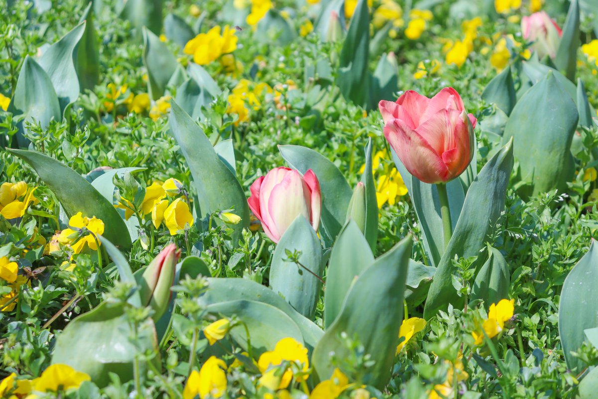 チューリップ（花の谷）