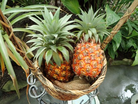 2026.1.10 (南館) (パイナップル) (21).JPG