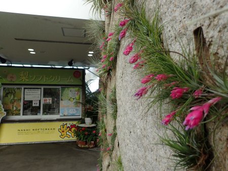 2025.12.28 (フラワードーム) ソフトクリーム売店チランジア(24).JPG