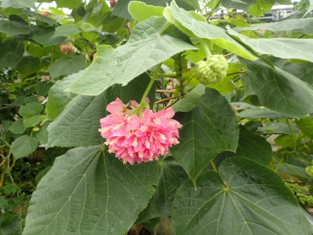 2026.1.20ドーム (ドンベア8).JPG