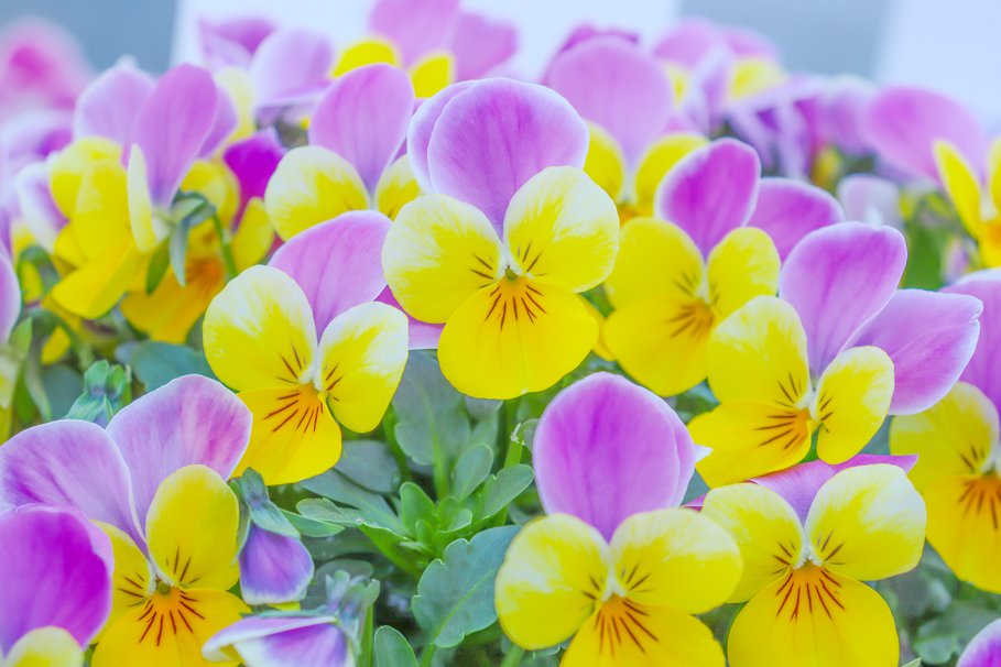 人気投票第三位　パンジー「うらら」