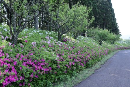 ヒラドツツジ・杉林前5月2日（23）IMG_7218.JPG