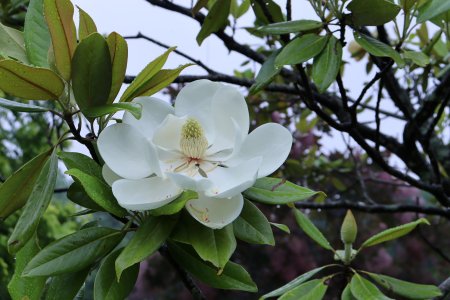 木に咲く花たち（6/5更新） | とっとり花回廊
