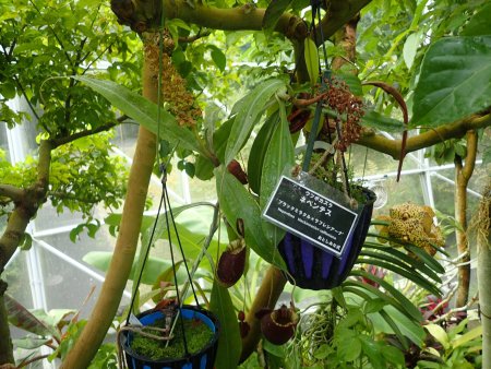 2025.10.15 (南館) (ネペンテス123).JPG