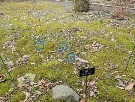 2026.2.16 (セツブンソウ) (場所24).JPG