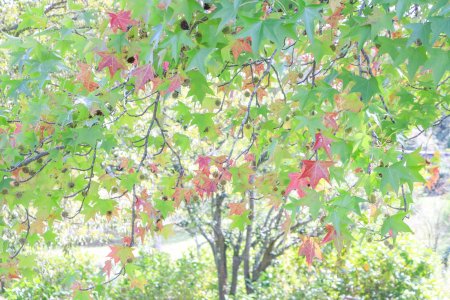 アメリカフウ・ヨーロピアンガーデン10月6日（21）.JPG