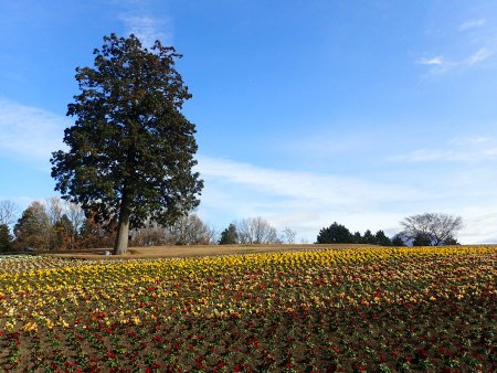 2025.12.10 (花の丘・ﾊﾟﾝｼﾞｰ52).JPG