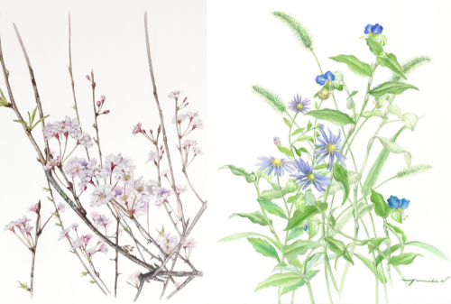 R8初夏植物画.png