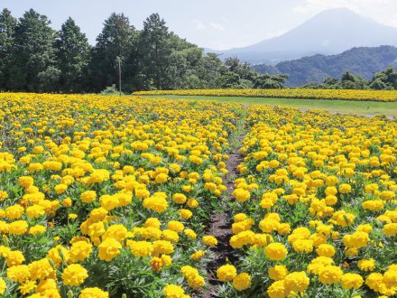 花の丘