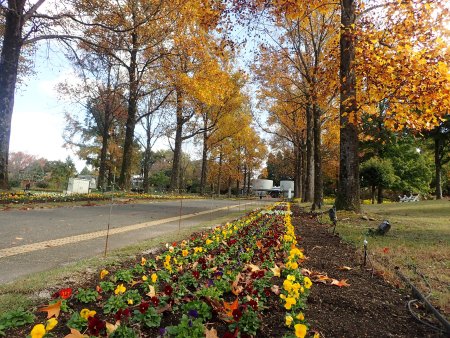 2025.11.11 (東館通りパンジー226).JPG