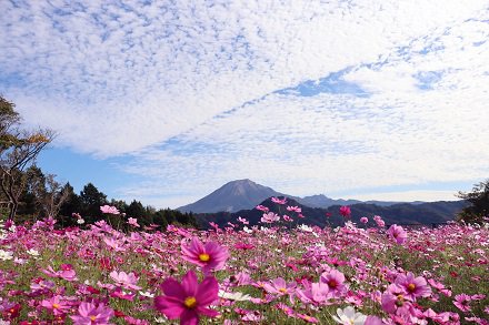 秘密の花園（コスモス）