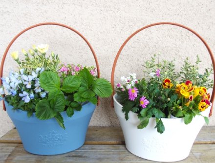 ビオラの寄せ植え