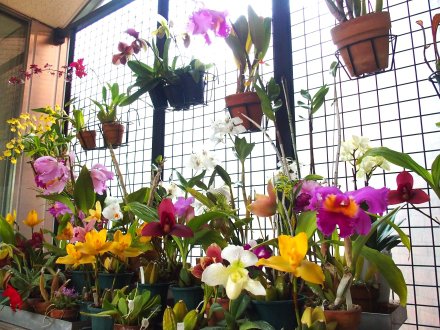 南館）風除室洋ラン2026.3.13 (加工).JPG