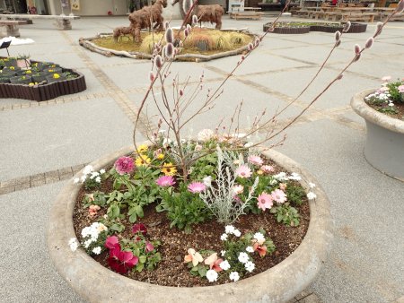 2026.2.15 (西館テラス・) (春の寄せ植え2).JPG